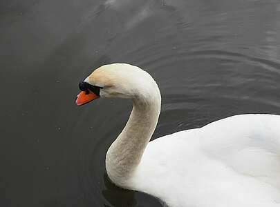 Ein Schwan auf dem Blankensee