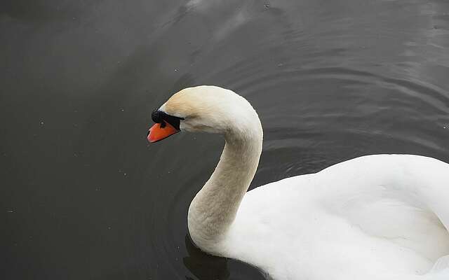 Ein Schwan auf dem Blankensee