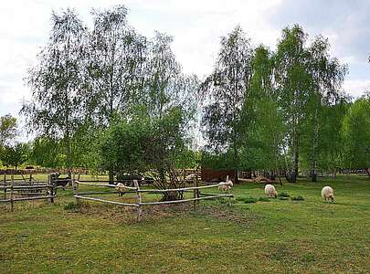 Schafe im NaturParkZentrum Glau