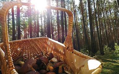 Herbst im Michendorfer Wald