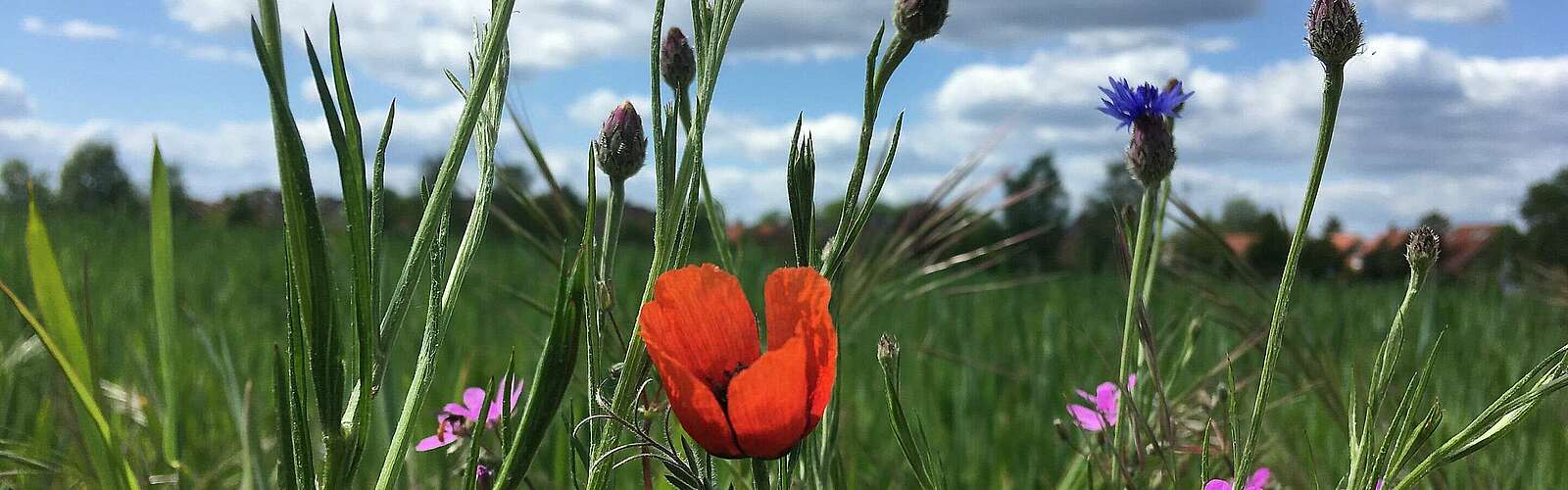 Mohnblume am Feldrand,
            
        
                Foto: Kein Urheber bekannt/Kein Urheber bekannt