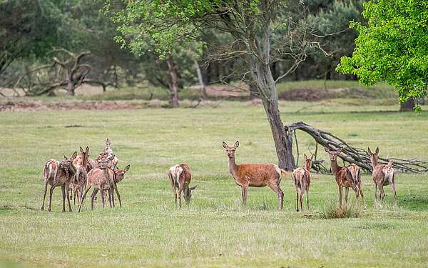 Tiere im Wildgehege Glauer Tal