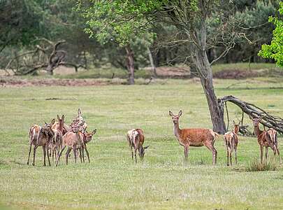 Tiere im Wildgehege Glauer Tal