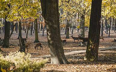 Rotwild im Herbst, Wildpark Johnnismühle