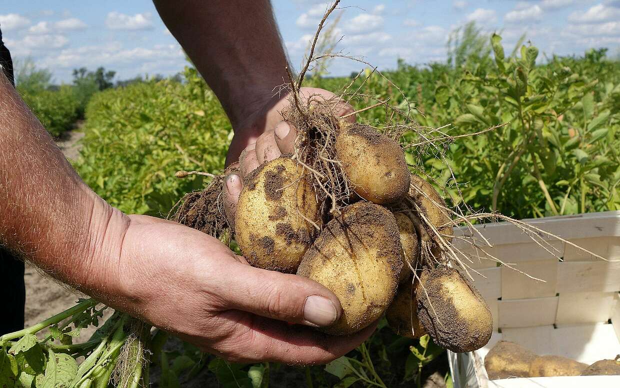 Kartoffeln ernten in Klaistow