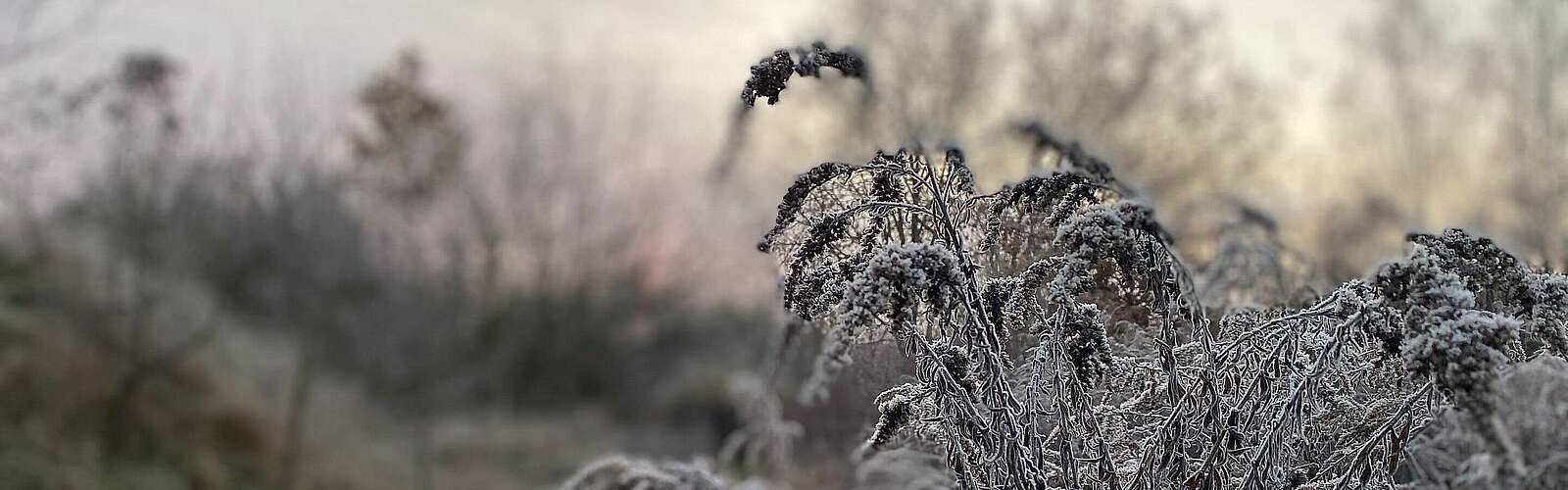 Frostiger Morgen,
            
        
                Foto: Fotograf / Lizenz - Media Import/Susan Gutperl