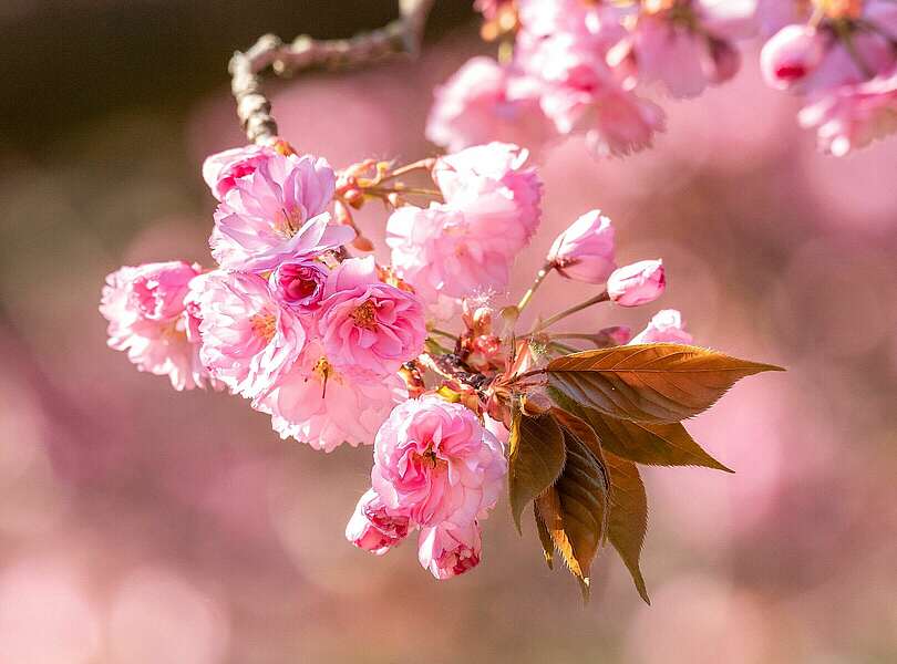 Nahaufnahme Kirschblüte, Teltow