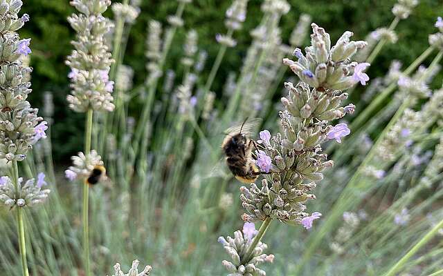 Lavendel im Spätsommer