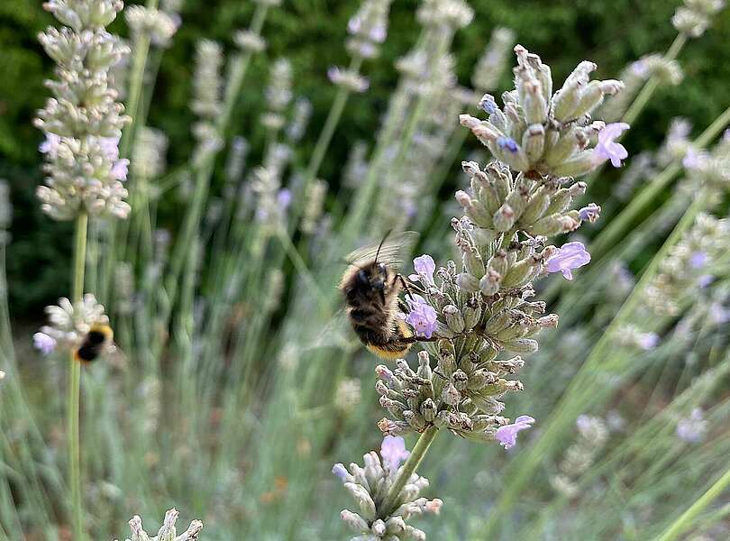 Lavendel im Spätsommer