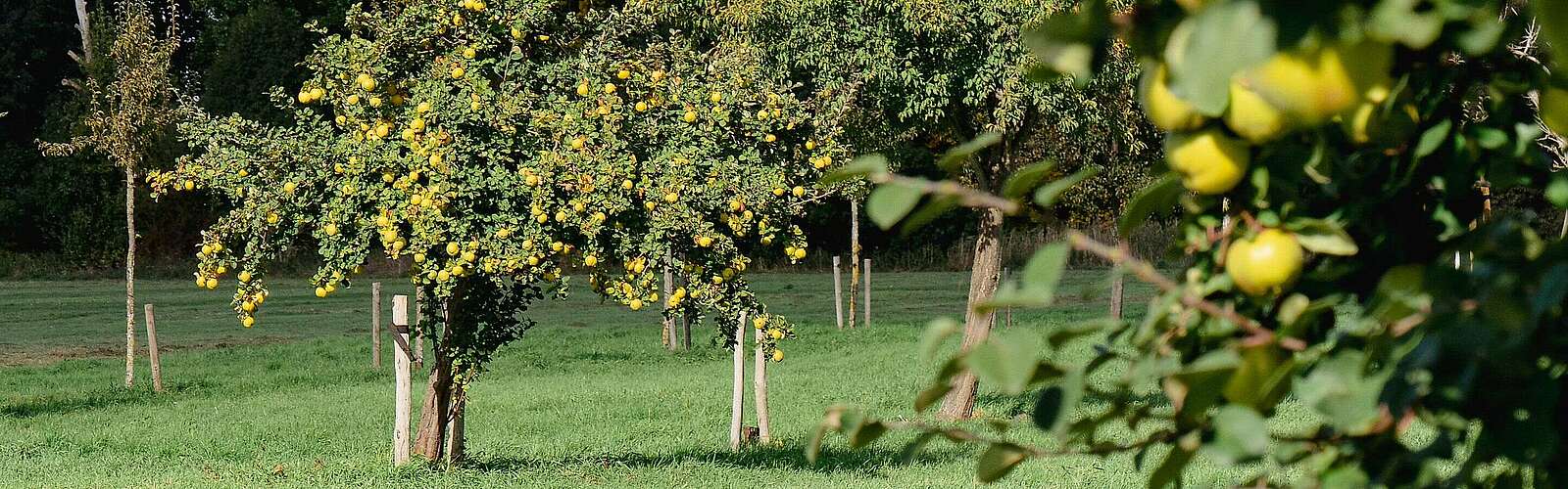 Streuobstwiese in Baruth/Mark,
            
        
                Foto: Tourismusverband Fläming e.V./Catharina Weisser