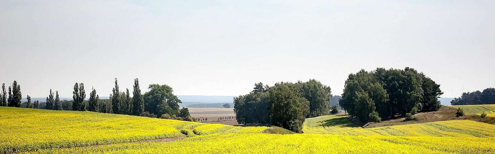 Rapsfelder und Landschaft im Fläming,
            
        
                Foto: Tourismusverband Fläming e.V./Jedrzej Marzecki