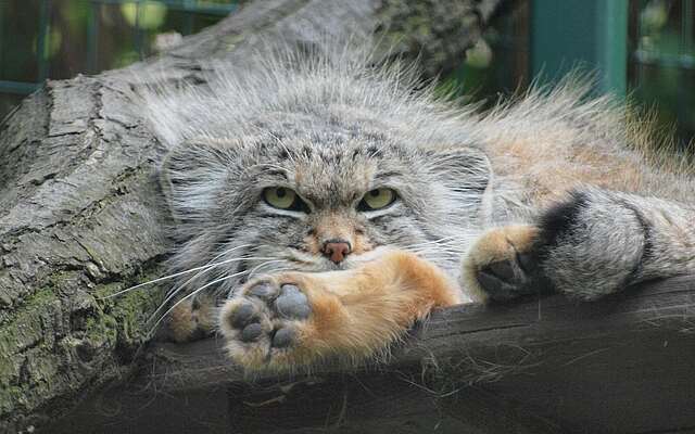 Tierpark Dessau Manul