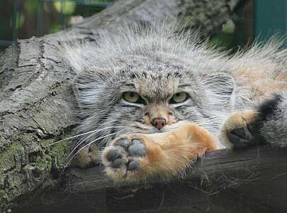 Tierpark Dessau Manul