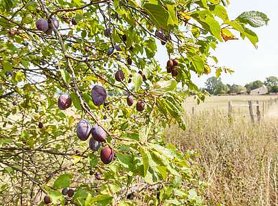 Pflaumenbaum Naturpark Nuthe-Nieplitz