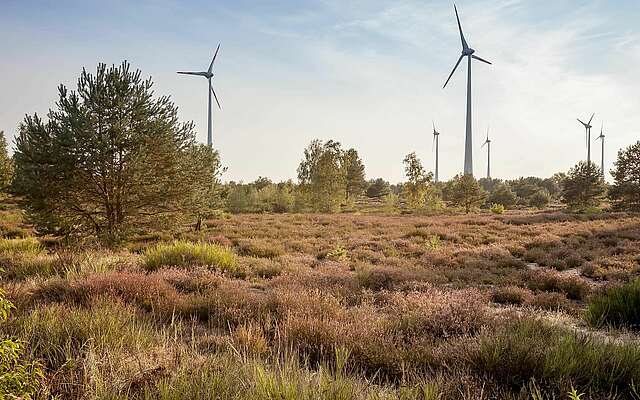 Heidekraut mit Windrädern bei Heidehof-Golmberg