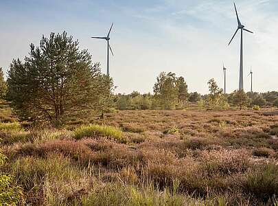 Heidekraut mit Windrädern bei Heidehof-Golmberg