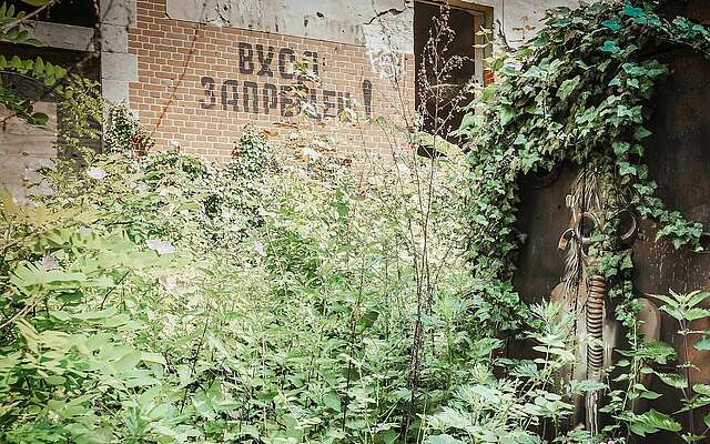 Überwucherte Graffiti in Beelitz Heilstätten