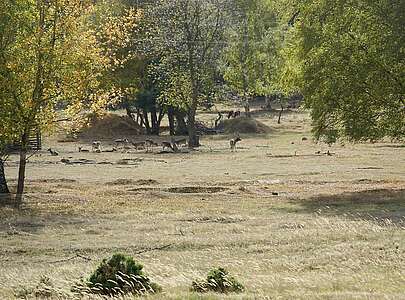 Im Wildgehege Glauer Tal