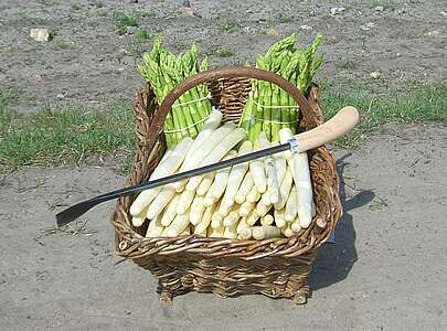 Spargel