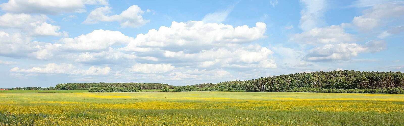 Blühendes Feld bei Bad Belzig,
            
        
                Foto: Tourismusverband Fläming e.V./Jedrzej Marzecki